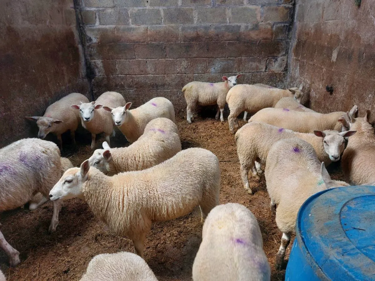 Store Lambs - Image 2