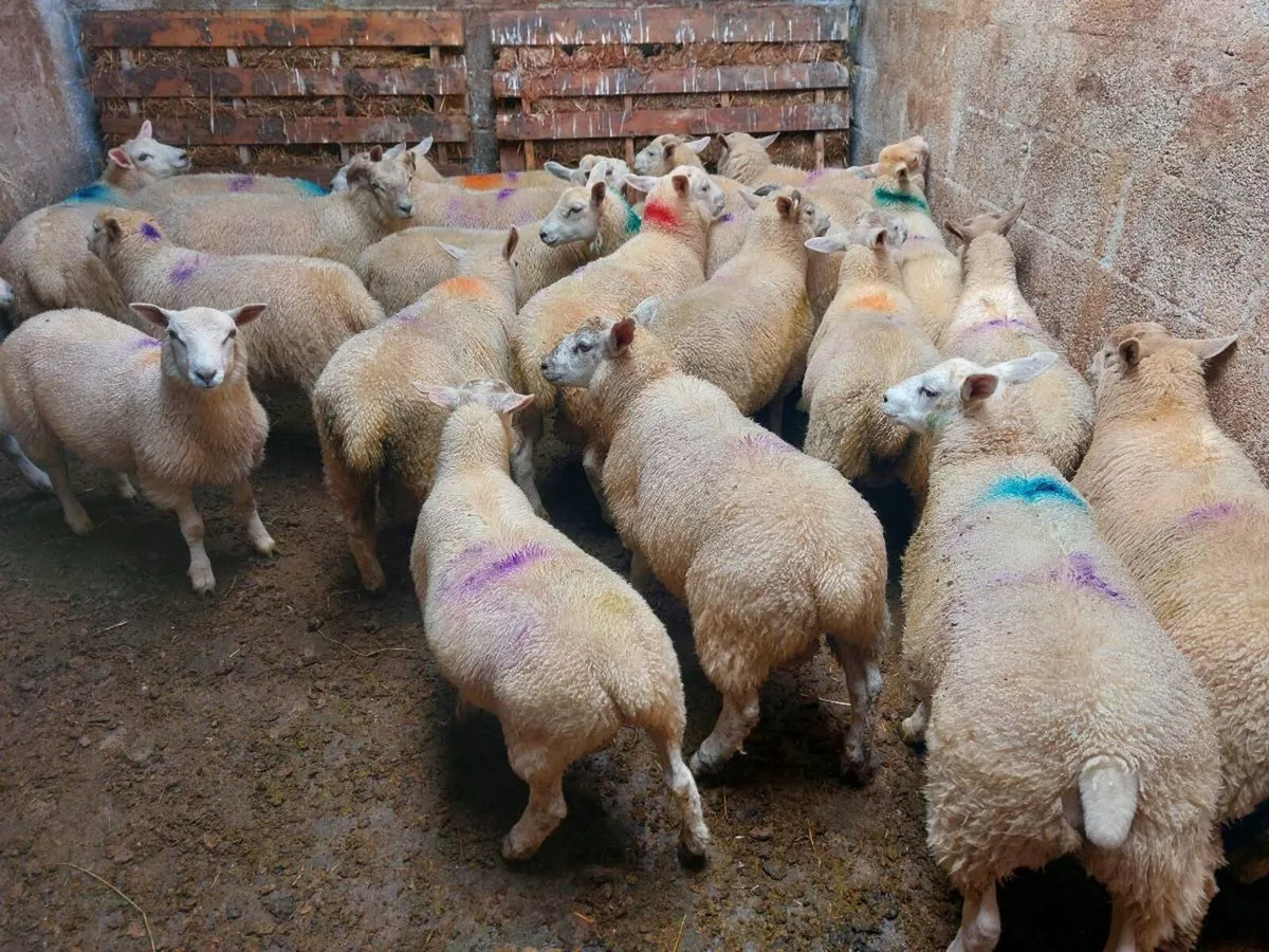 Store Lambs - Image 3