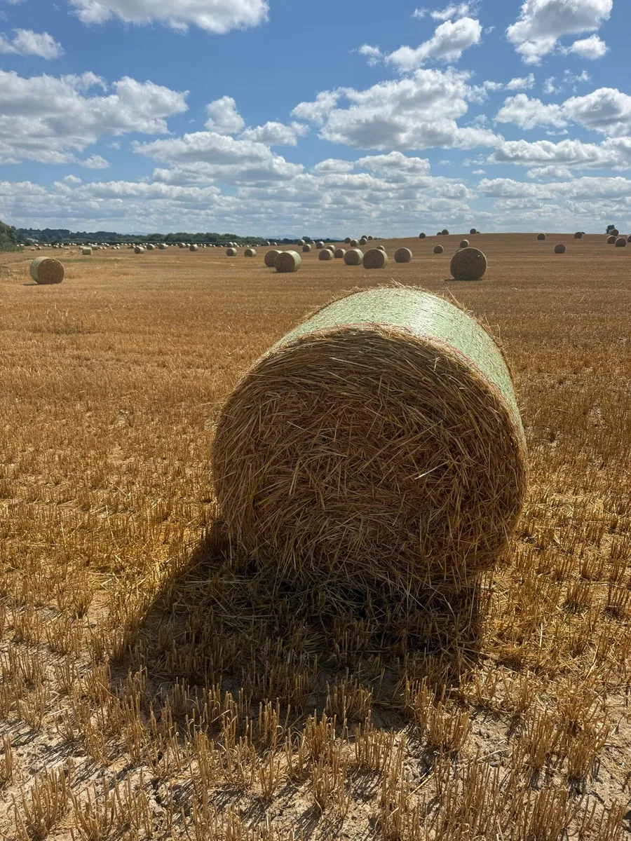 Golden Barley Straw - Image 1