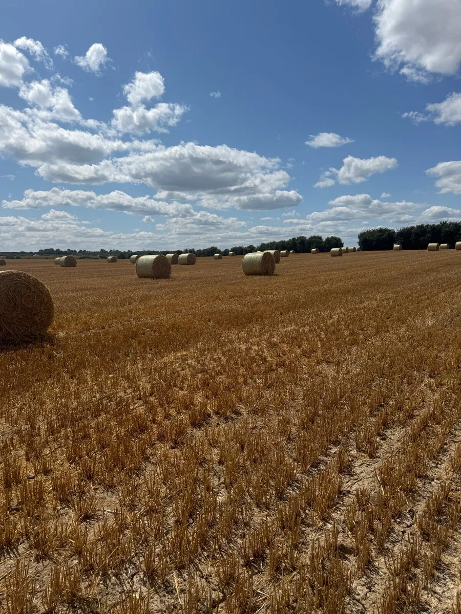 Golden Barley Straw - Image 2