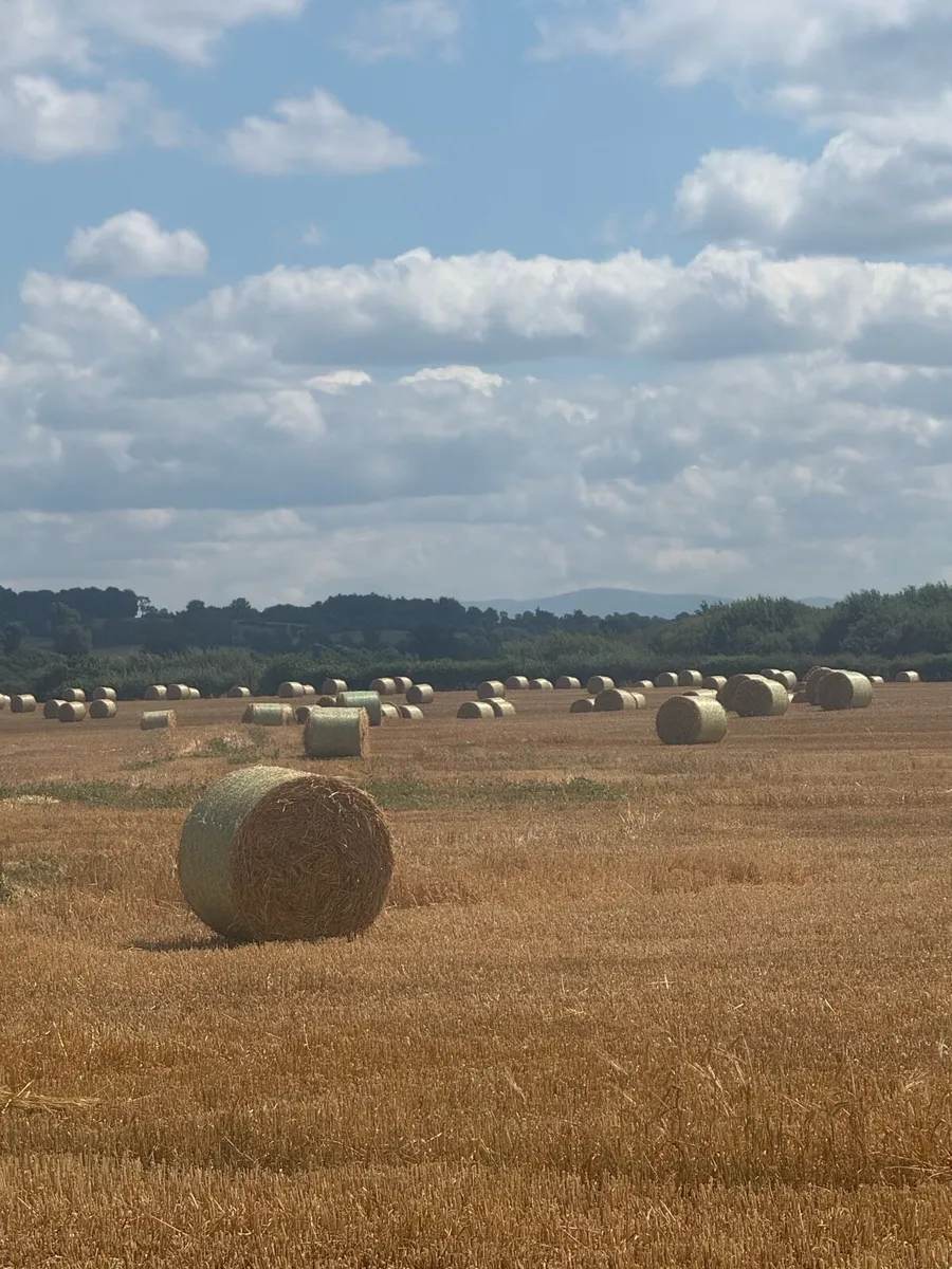 Golden Barley Straw - Image 3