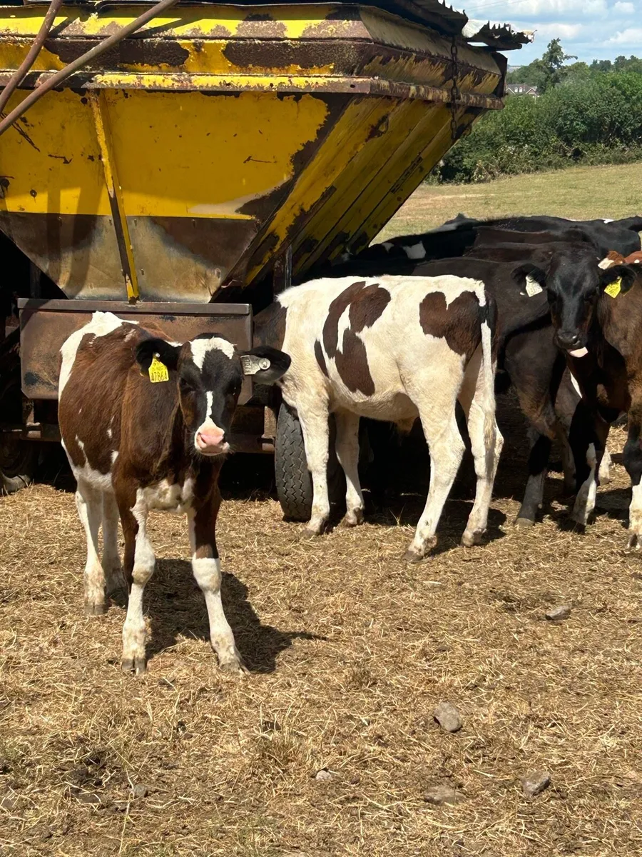 British friesan weanlings - Image 2