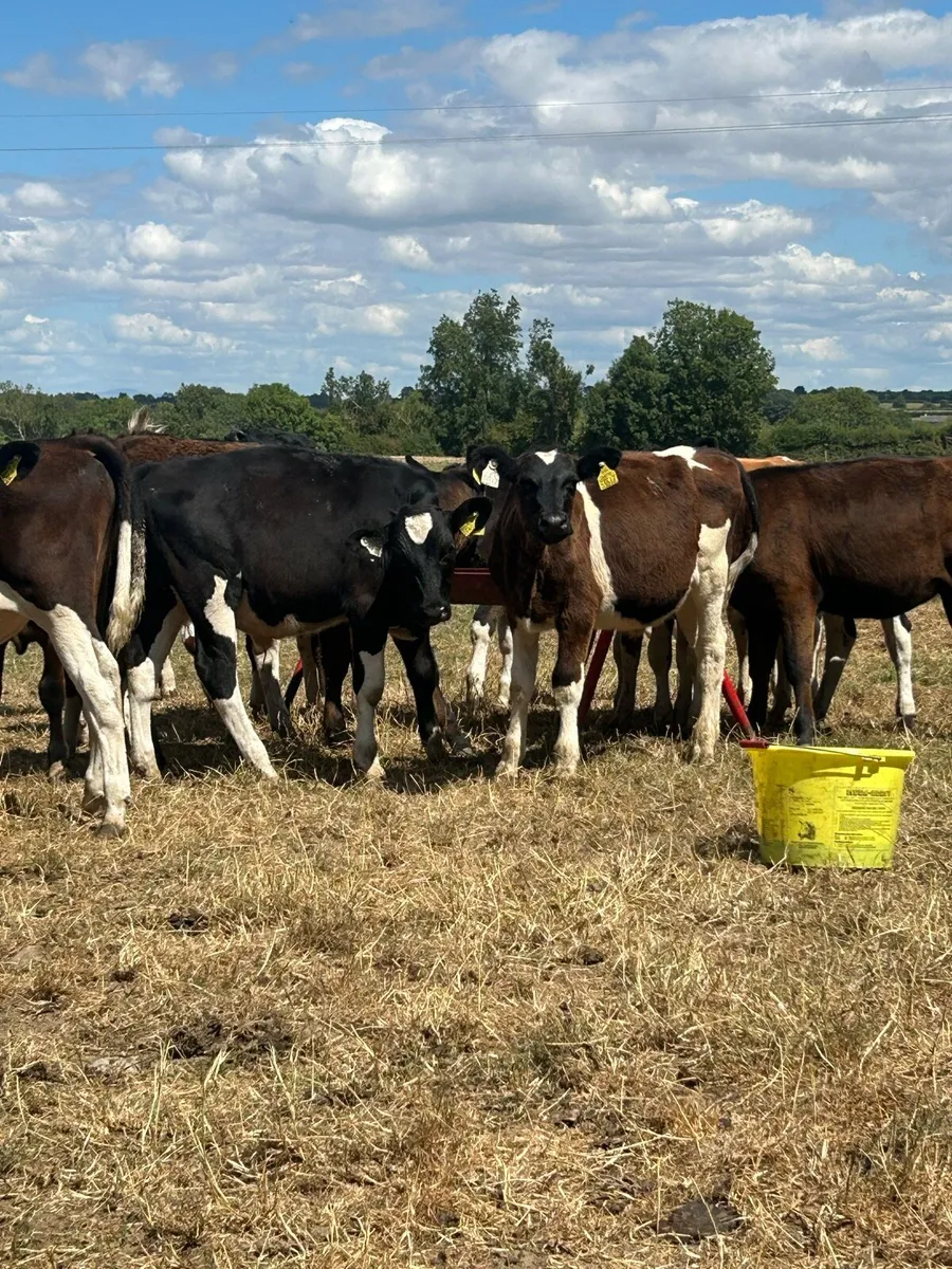 British friesan weanlings - Image 1