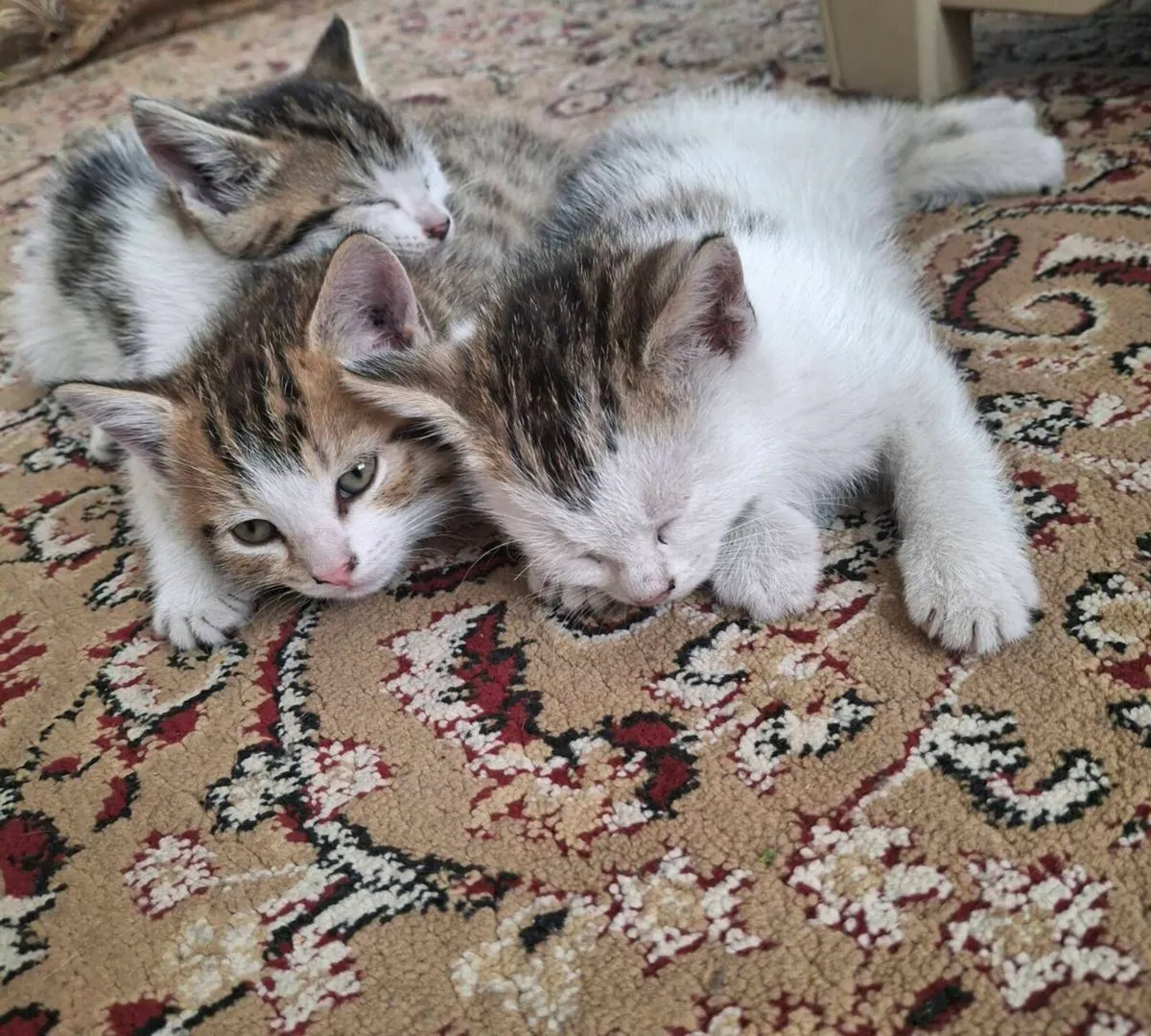 Kittens - Image 1