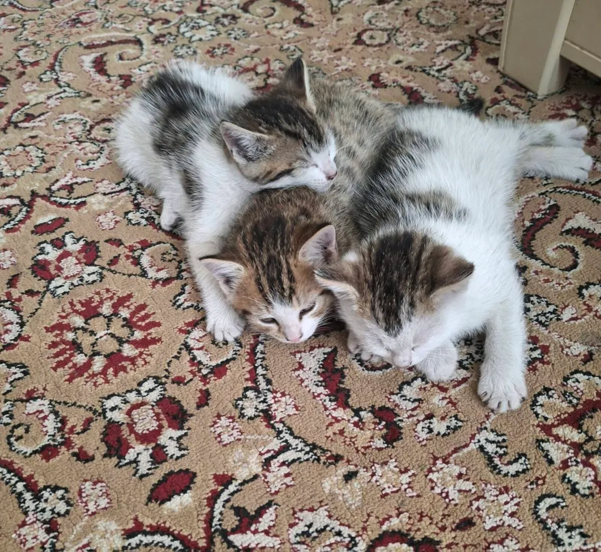 Kittens - Image 3