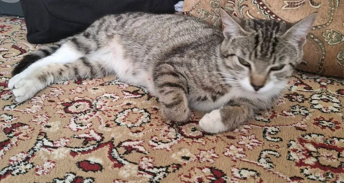 Kittens - Image 4