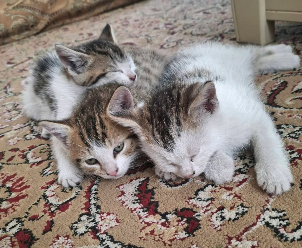 Kittens - Image 2