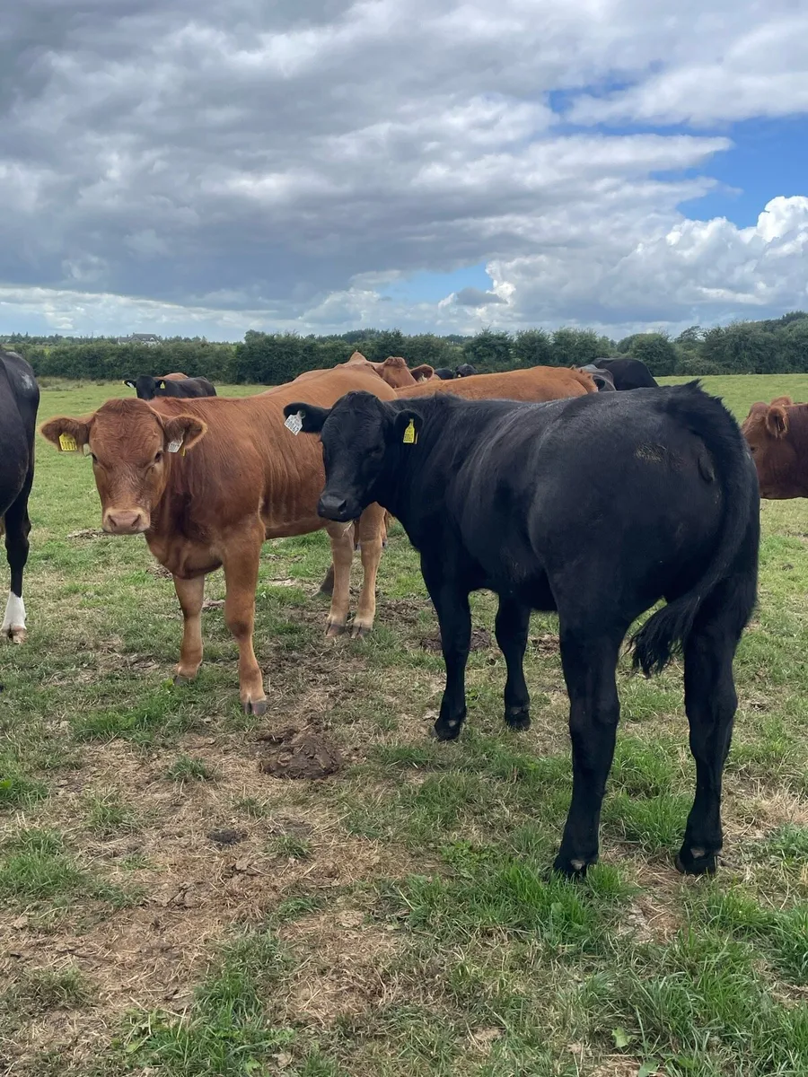Limousin Bull and Heifer Weanlings - Image 4