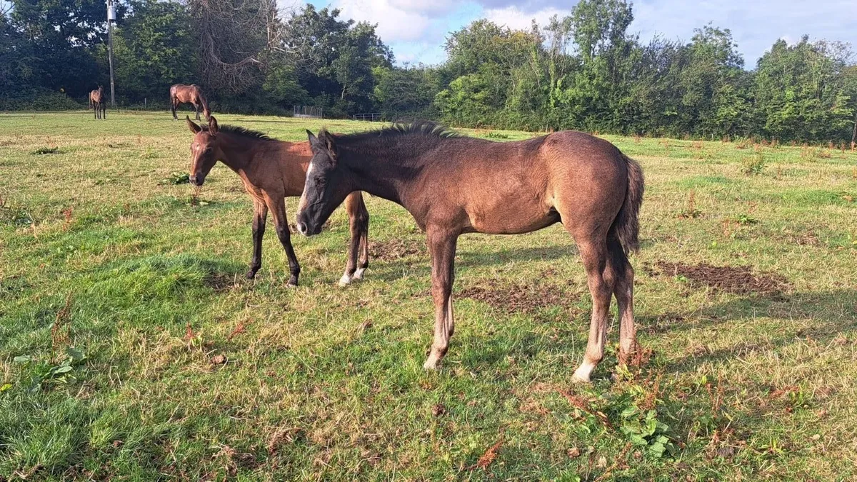 Full draught and Irish sport horse foals - Image 1