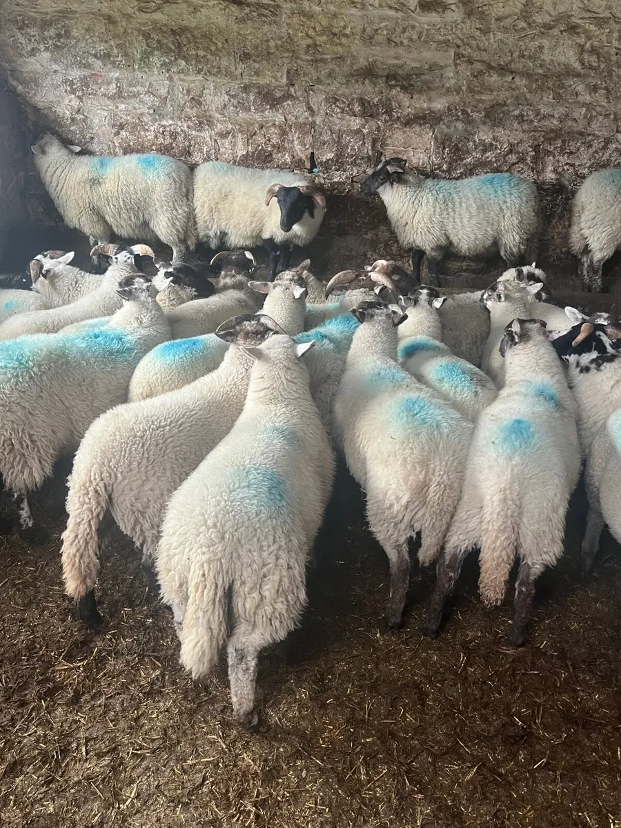 55 super ram lambs - Image 1