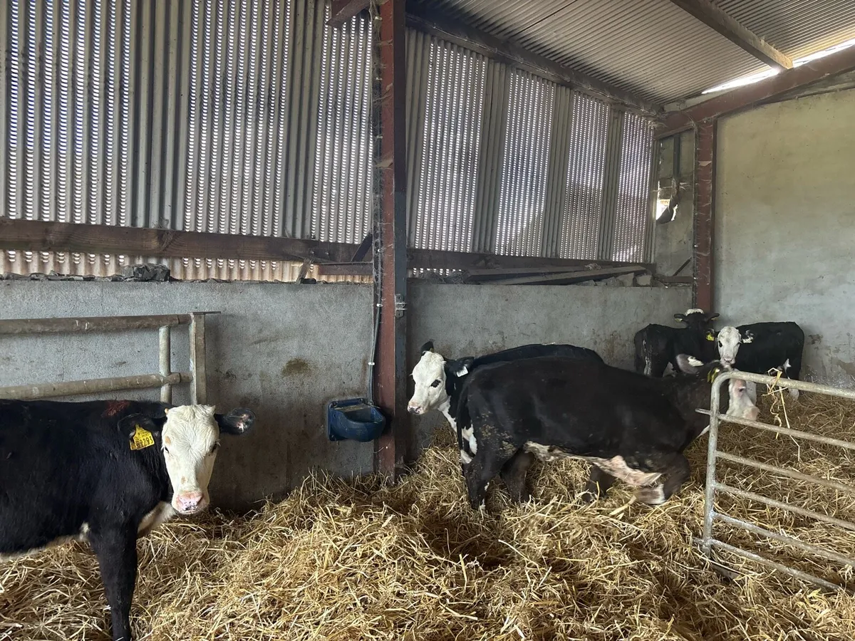 14 super weaned strong Hereford heifers - Image 2