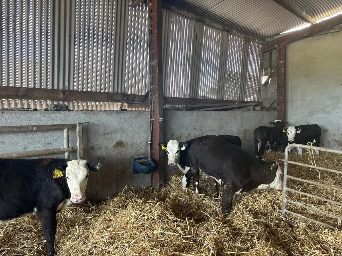 14 super weaned strong Hereford heifers - Image 1