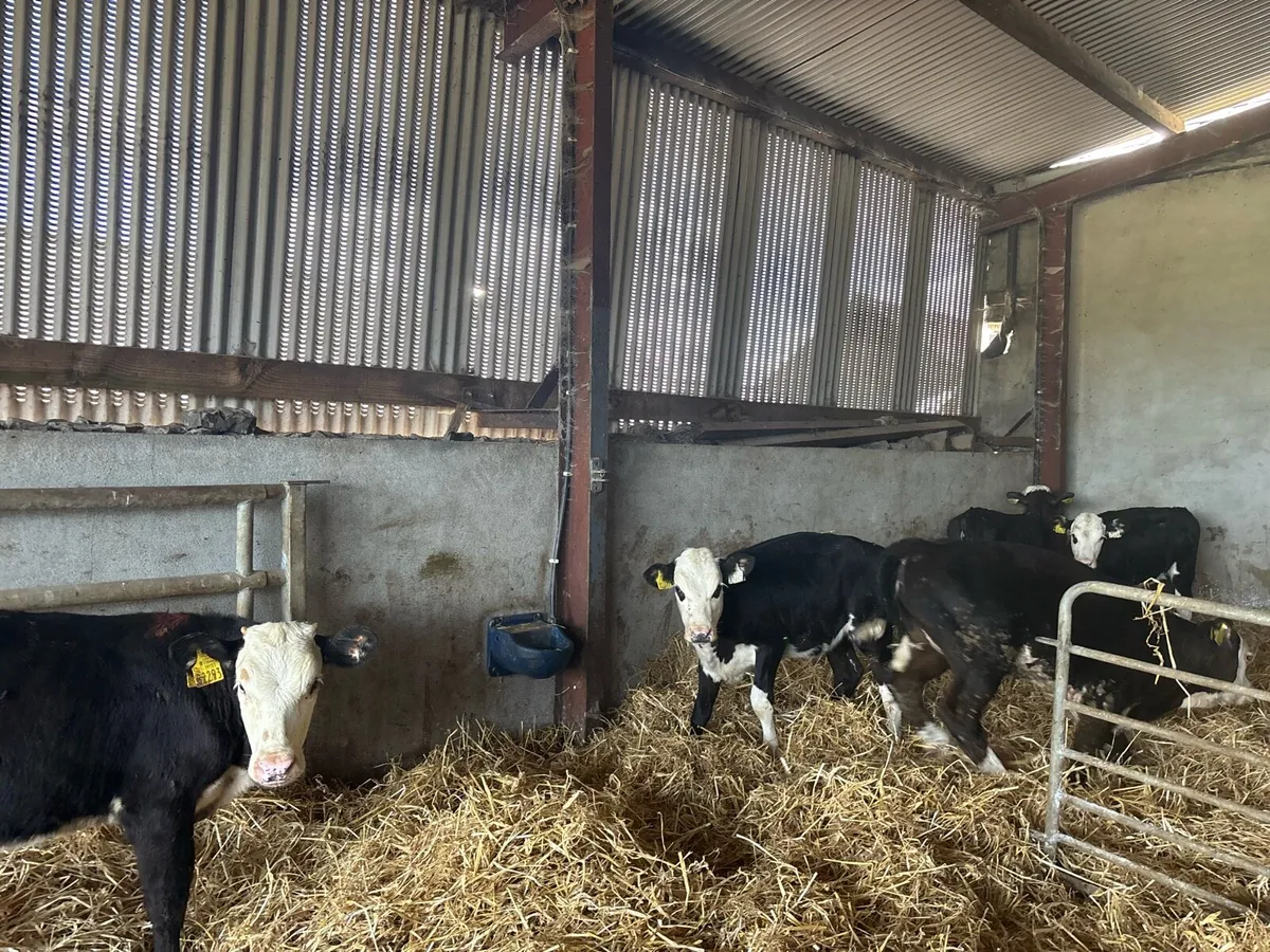 14 super weaned strong Hereford heifers - Image 3