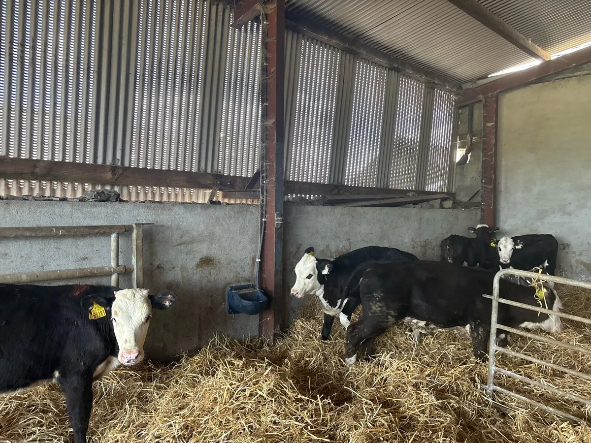 14 super weaned strong Hereford heifers - Image 4