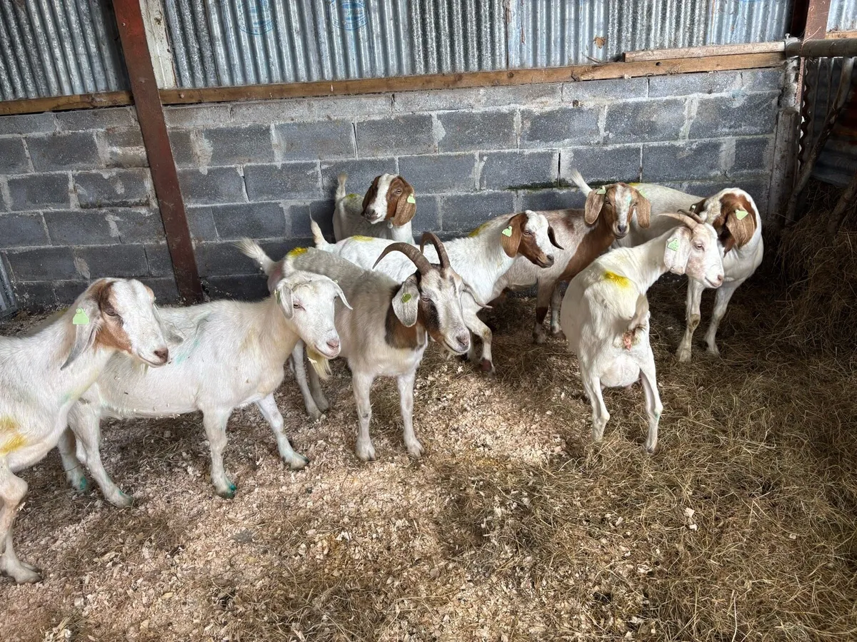 8 female boer goats 3/4 years old - Image 1