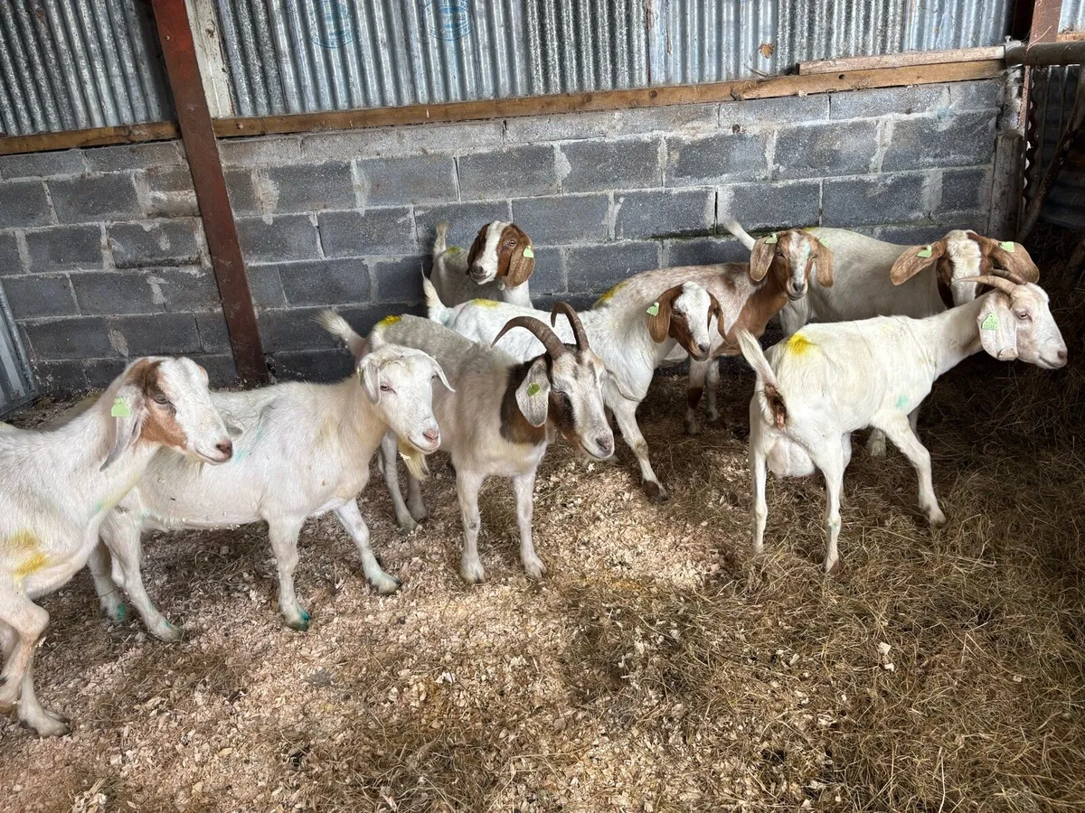 8 female boer goats 3/4 years old - Image 2