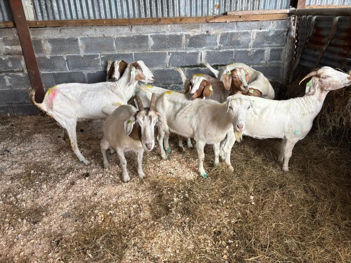 8 female boer goats 3/4 years old - Image 3