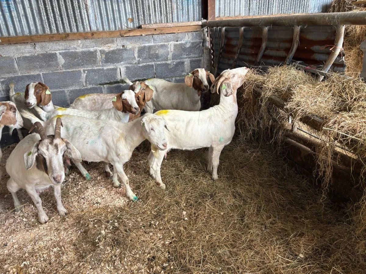 8 female boer goats 3/4 years old - Image 4