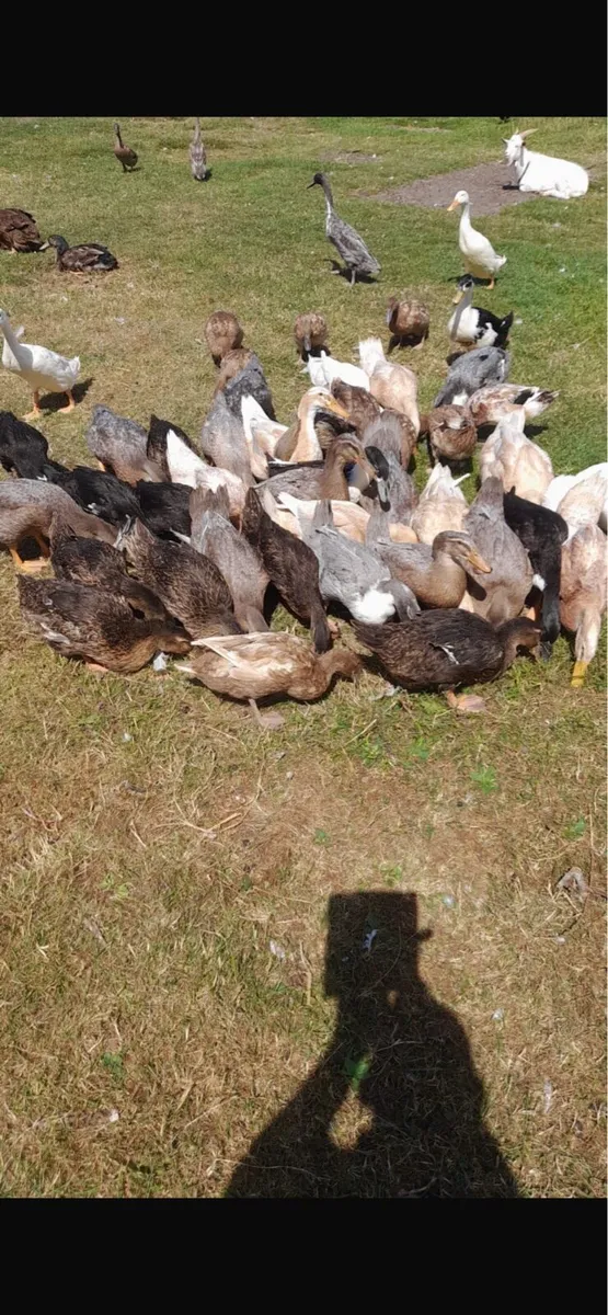 Khaki Campbell Ducks - Image 1