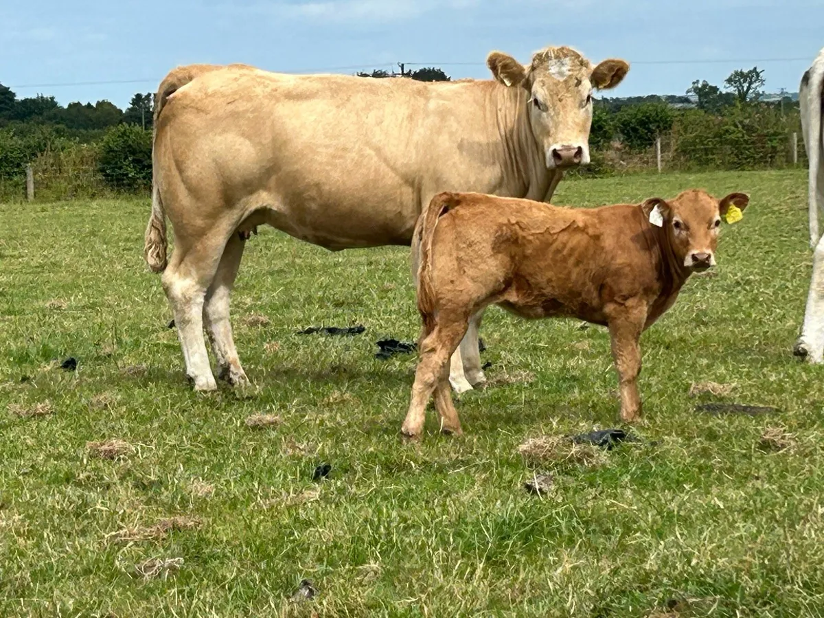 2 first calved heifers and heifer calf’s - Image 3