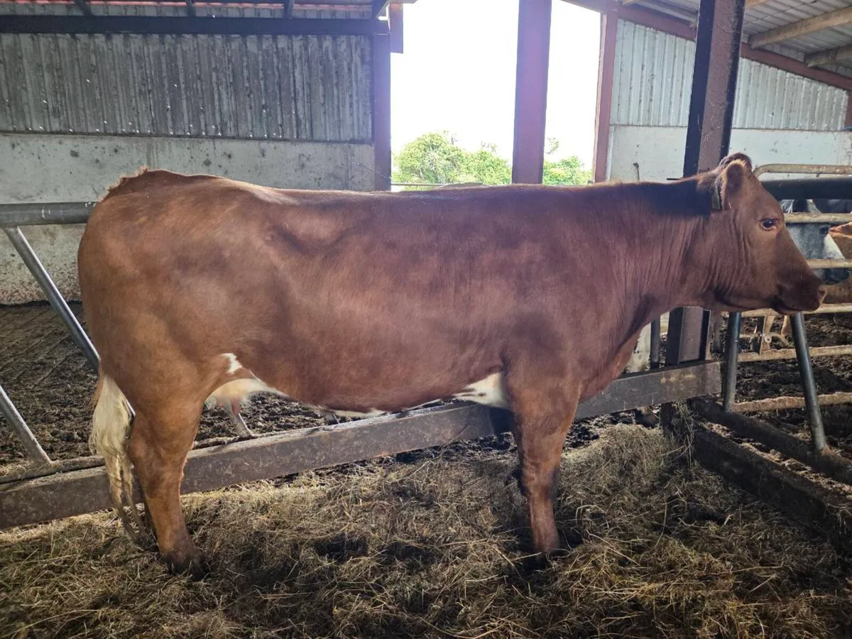 Choclat du Camps Cow - Image 1