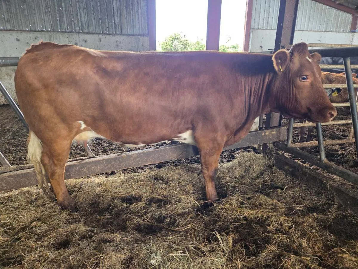 Choclat du Camps Cow - Image 2