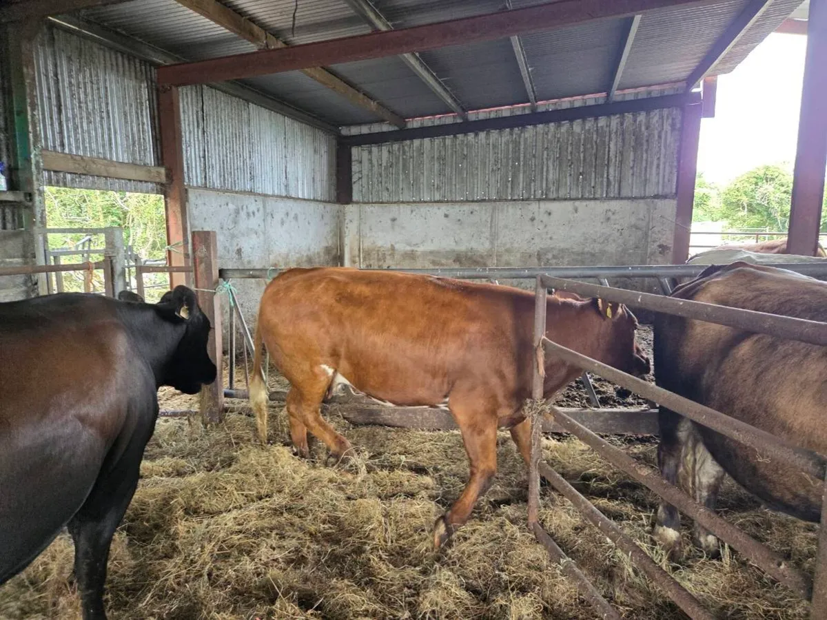 Choclat du Camps Cow - Image 3