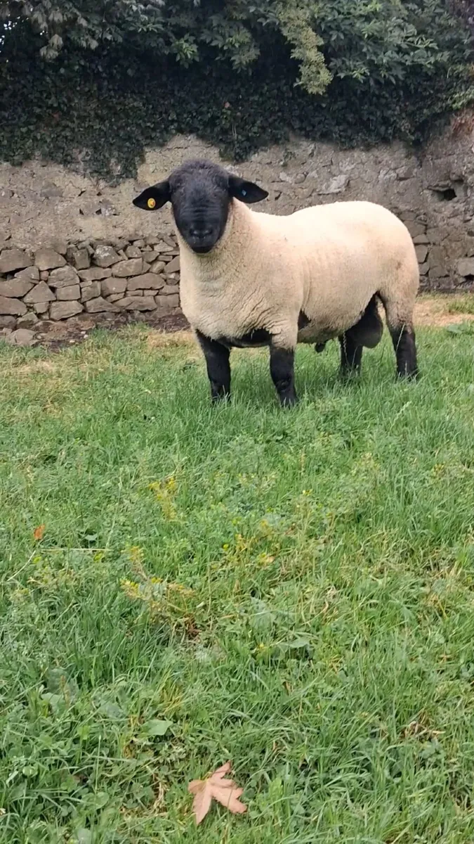 🔥🔥SUFFOLKS BIG BOY RAM SALE🔥🔥 - Image 4