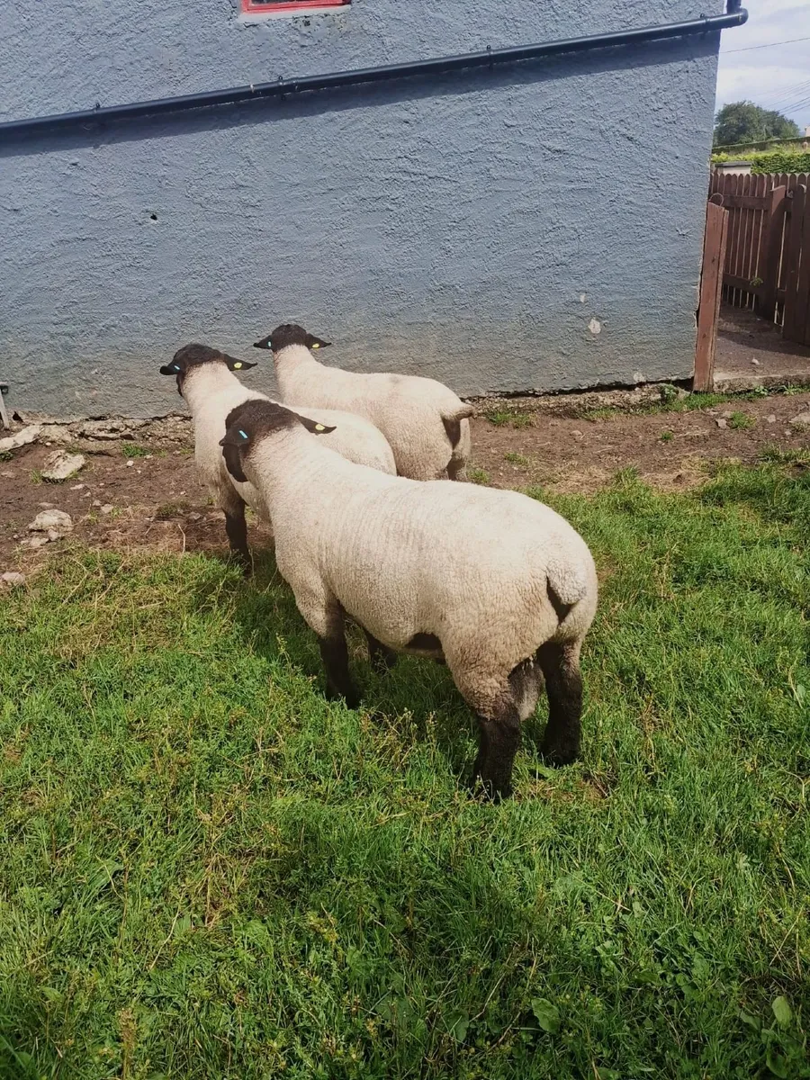 🔥🔥SUFFOLKS BIG BOY RAM SALE🔥🔥 - Image 3