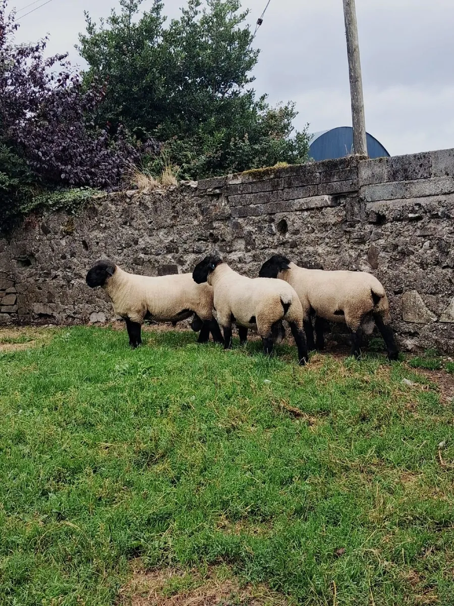 🔥🔥SUFFOLKS BIG BOY RAM SALE🔥🔥 - Image 1