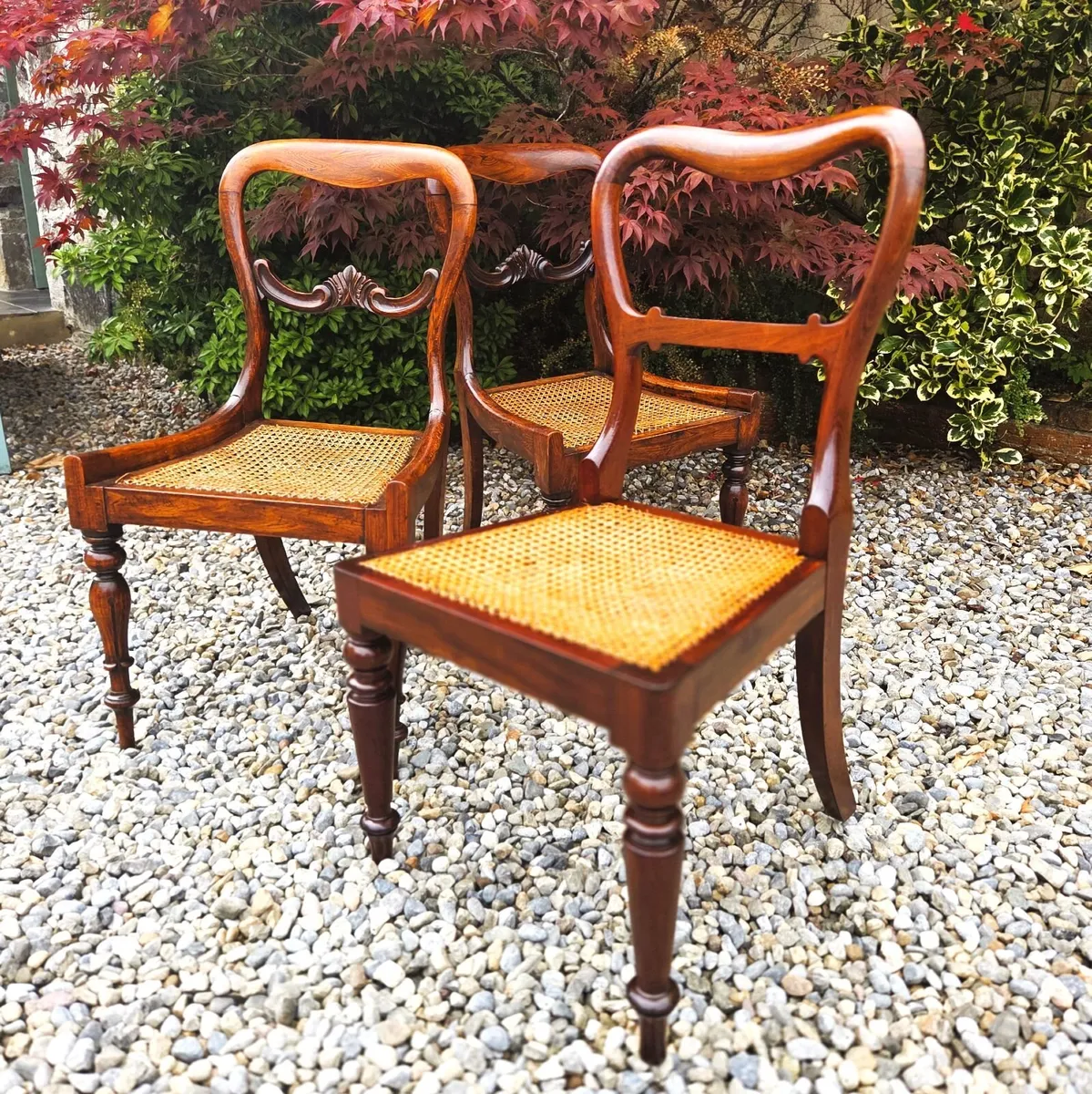 Georgian Rosewood Chairs- Circa 1835 - Image 2