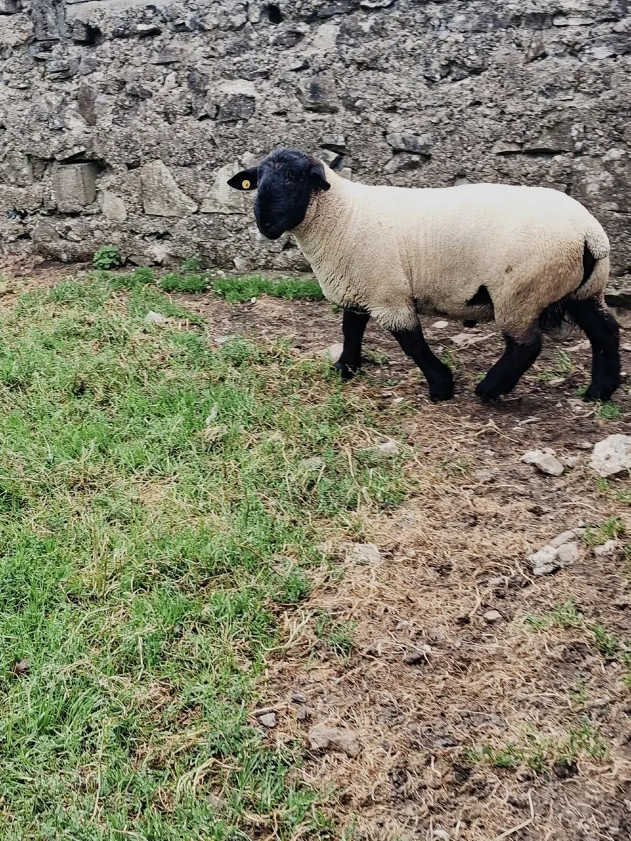 🔥🔥SUFFOLKS BIG BOY RAM SALE🔥🔥 - Image 2