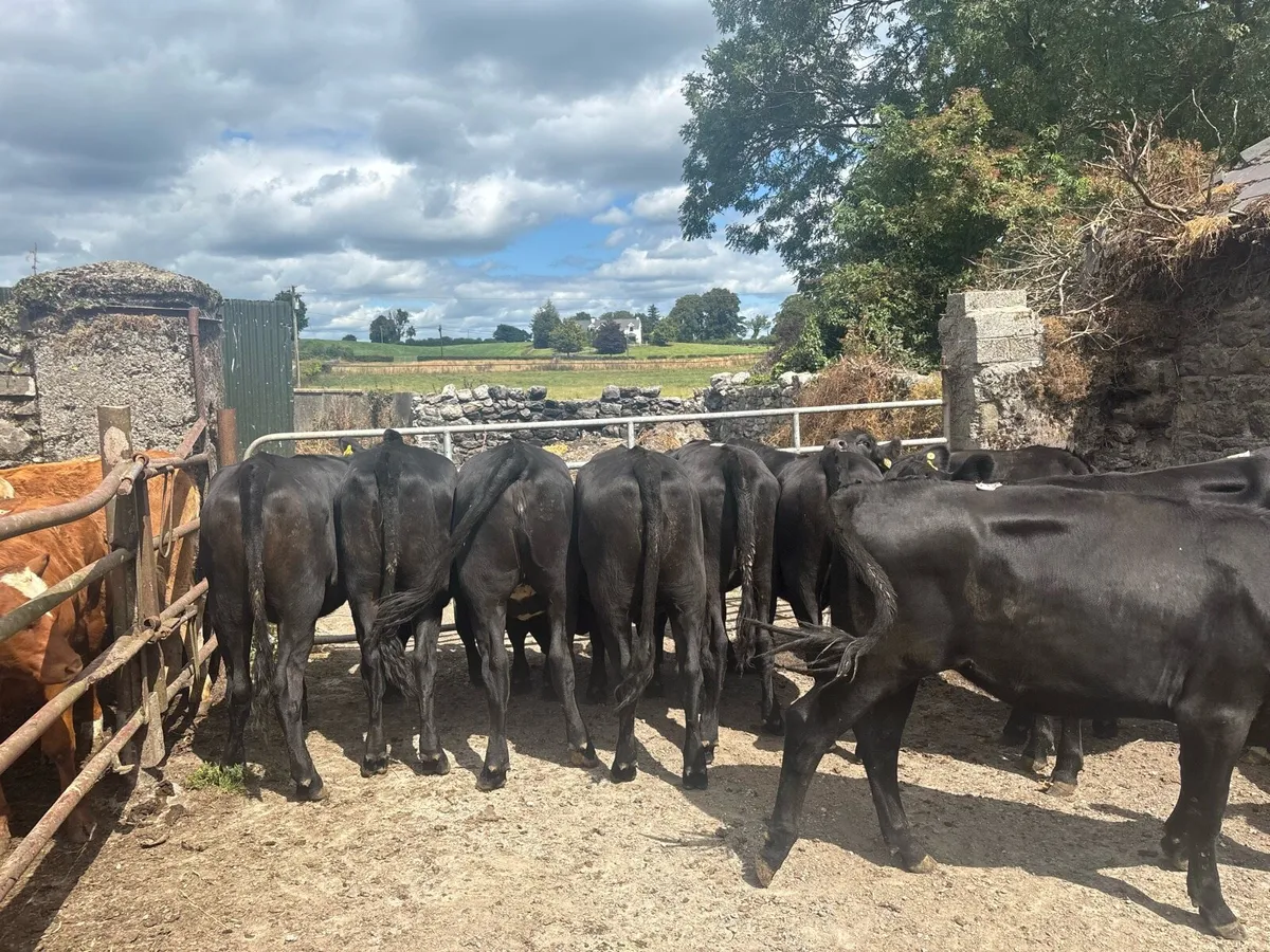 12 super 350 kg Angus store heifers - Image 1