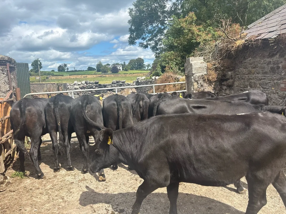 12 super 350 kg Angus store heifers - Image 3