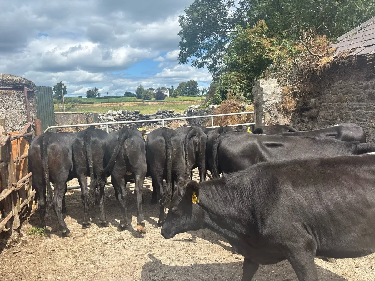 12 super 350 kg Angus store heifers - Image 2