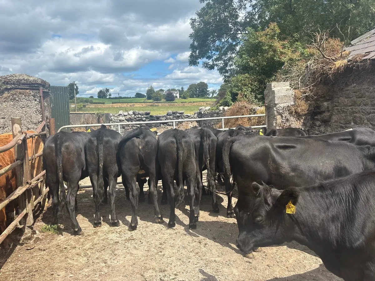 12 super 350 kg Angus store heifers - Image 4