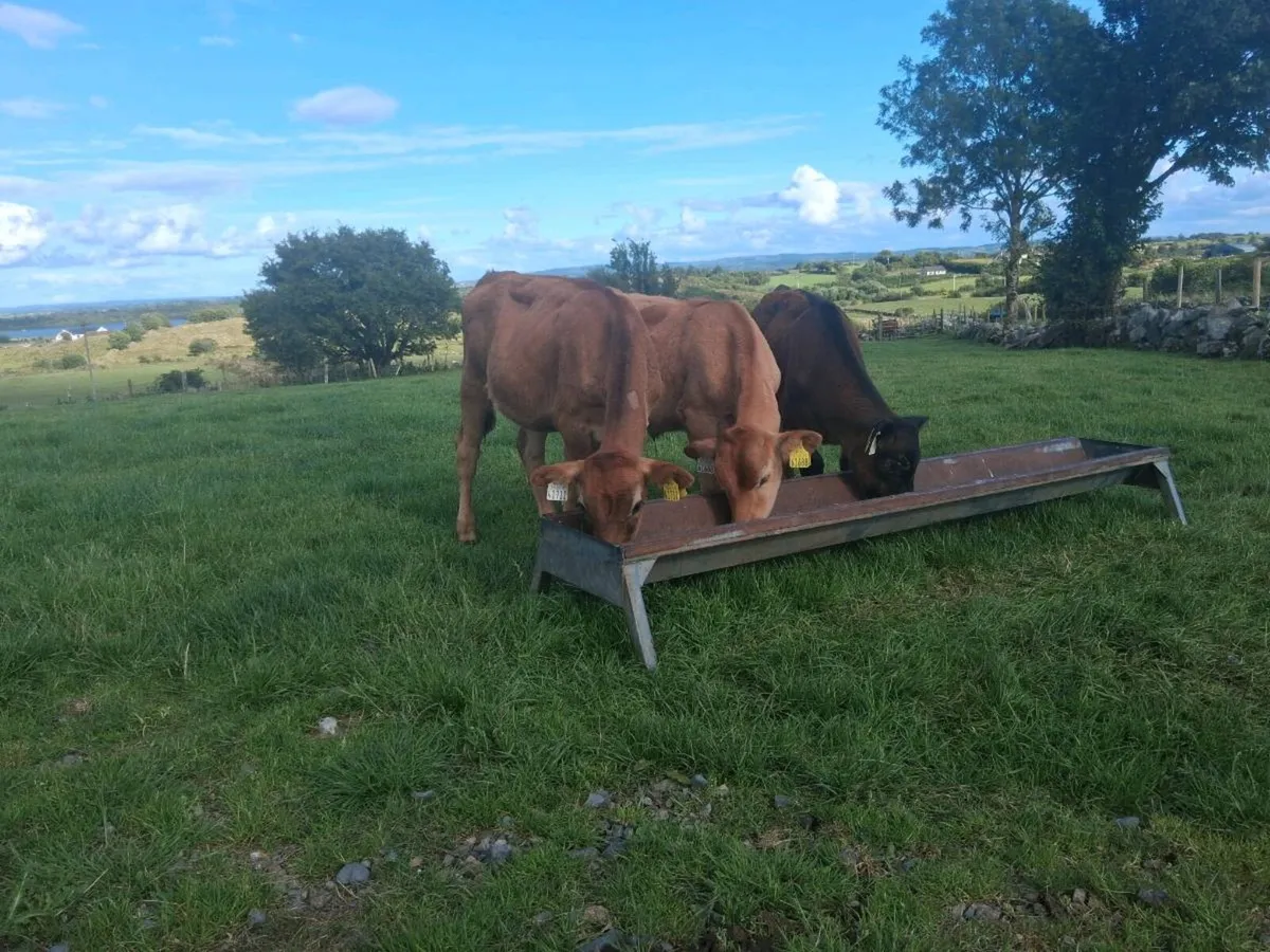 Limousin weanings - Image 3