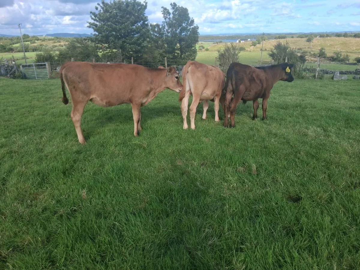 Limousin weanings - Image 4