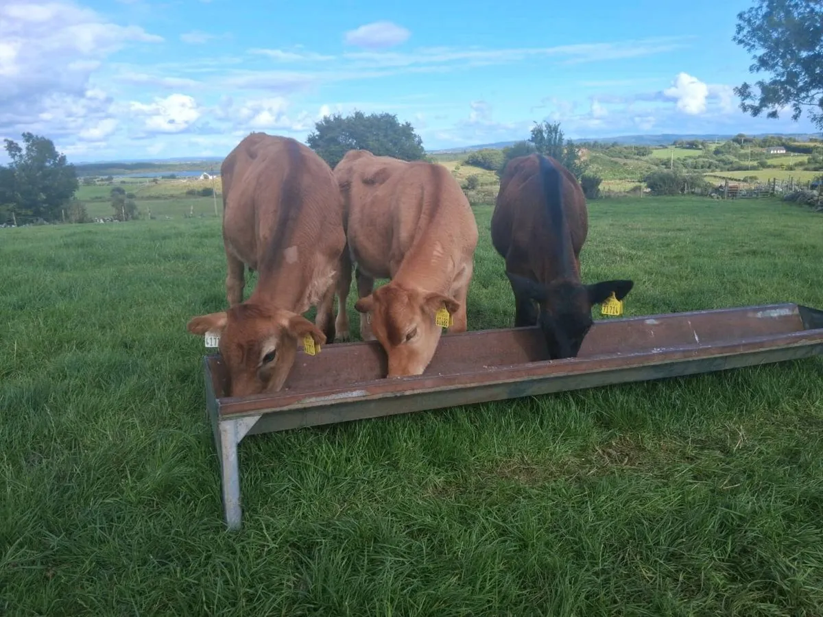 Limousin weanings - Image 1