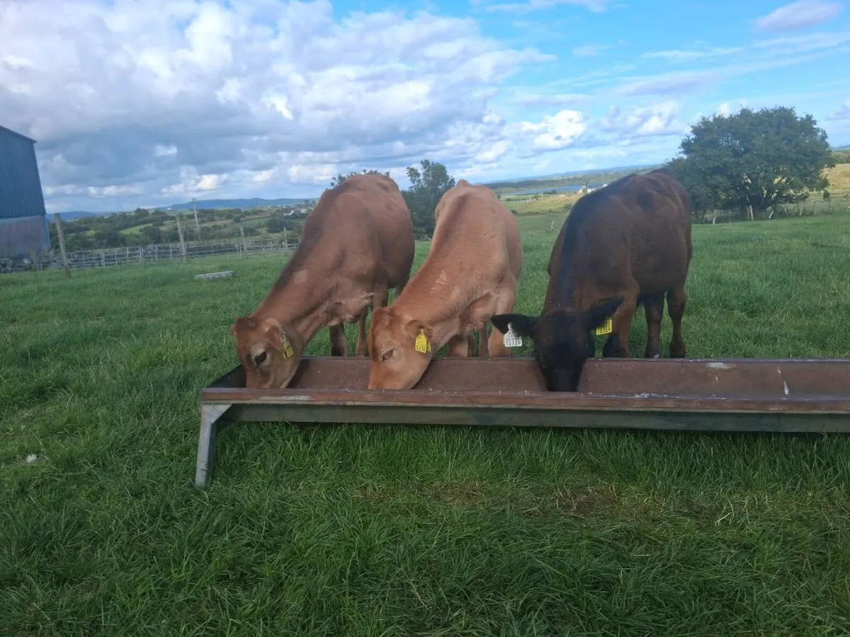 Limousin weanings - Image 2