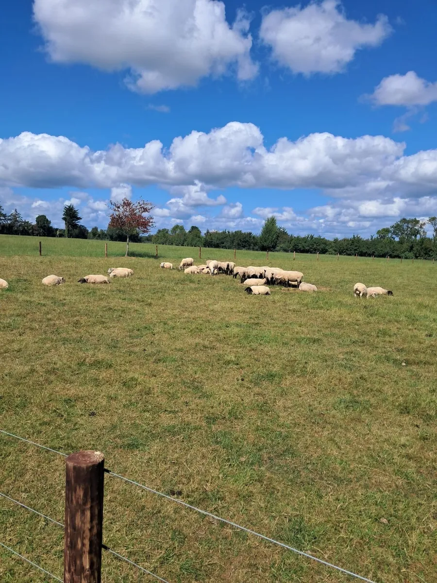Wanted mobile sheep dipper - Image 2