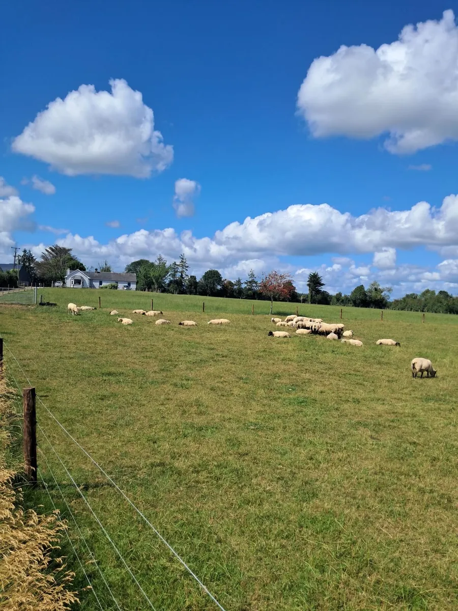 Wanted mobile sheep dipper - Image 3