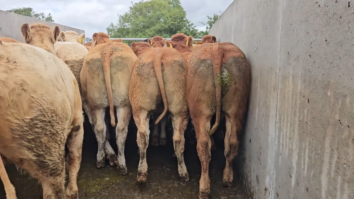 22 Super Limousin&Charolais Heifers. - Image 3