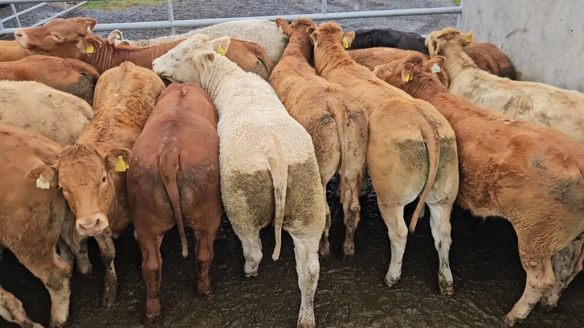 22 Super Limousin&Charolais Heifers. - Image 2