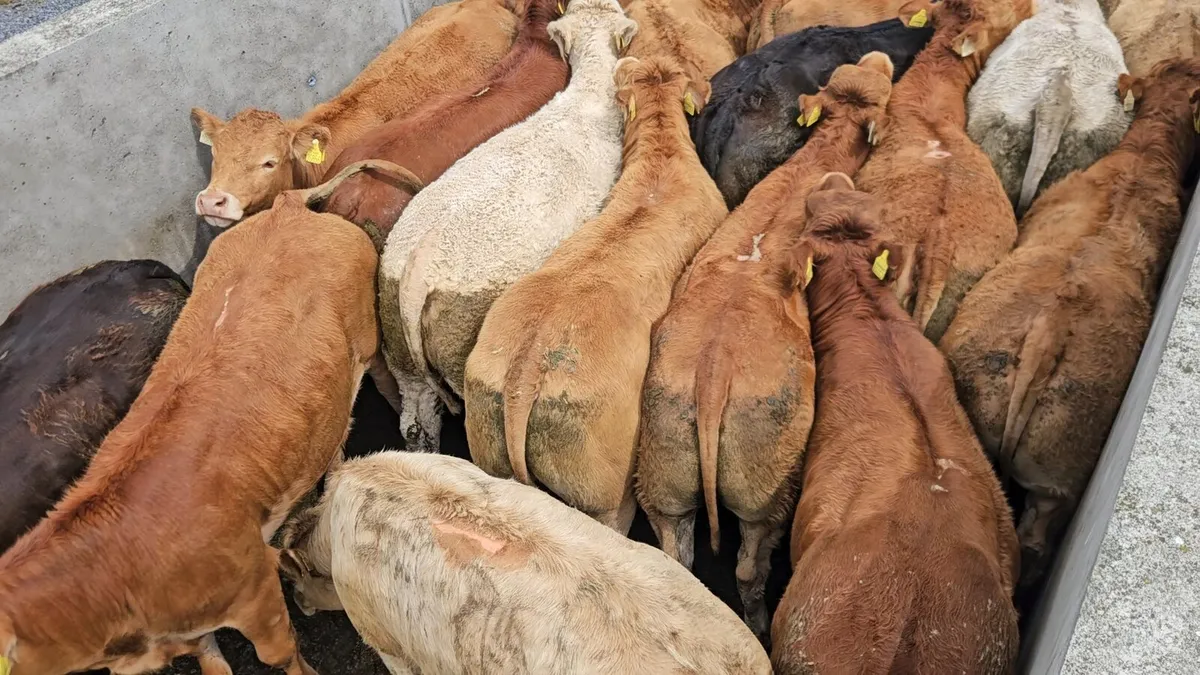 22 Super Limousin&Charolais Heifers. - Image 4