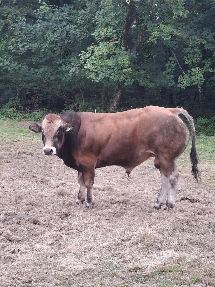 Parthenaise Bulls - Image 1
