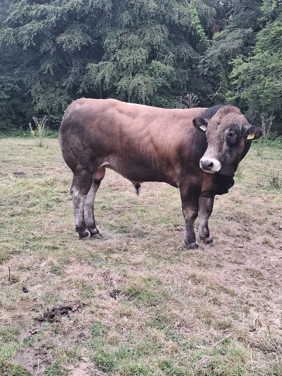 Parthenaise Bulls - Image 2