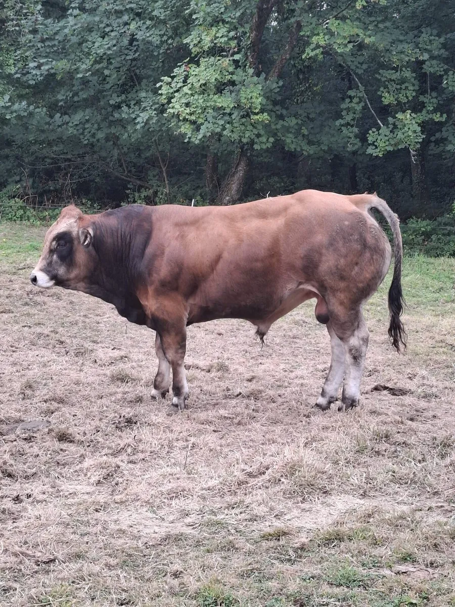 Parthenaise Bulls - Image 3
