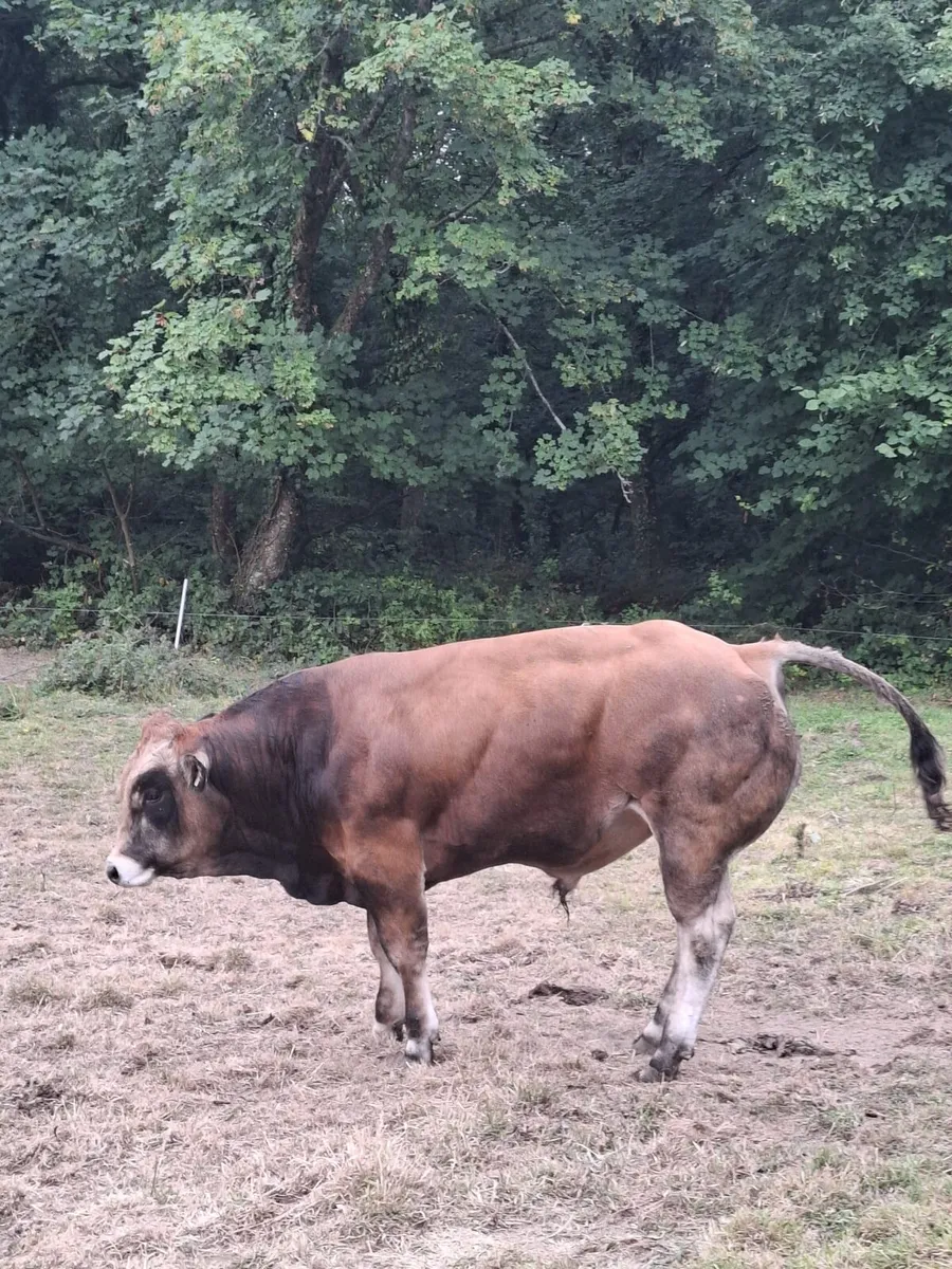 Parthenaise Bulls - Image 4