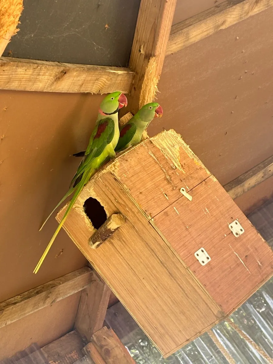 Parrots - Image 1